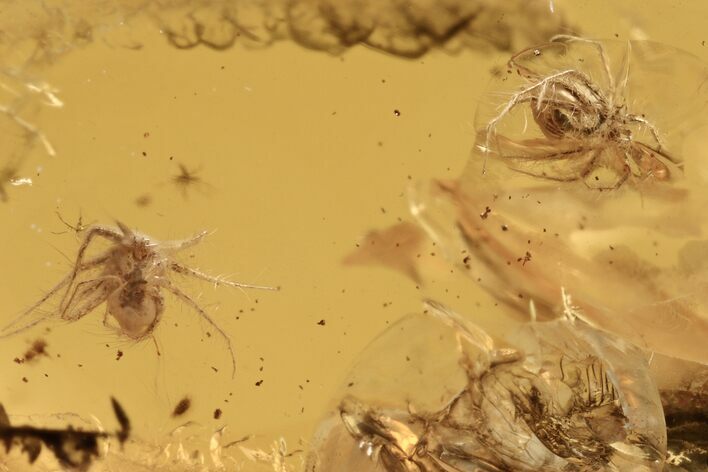 Two Hairy Mite (Anystoidea) Fossils in Baltic Amber #270630